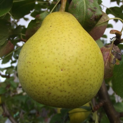 Груша Августовская роса (летн.с.)