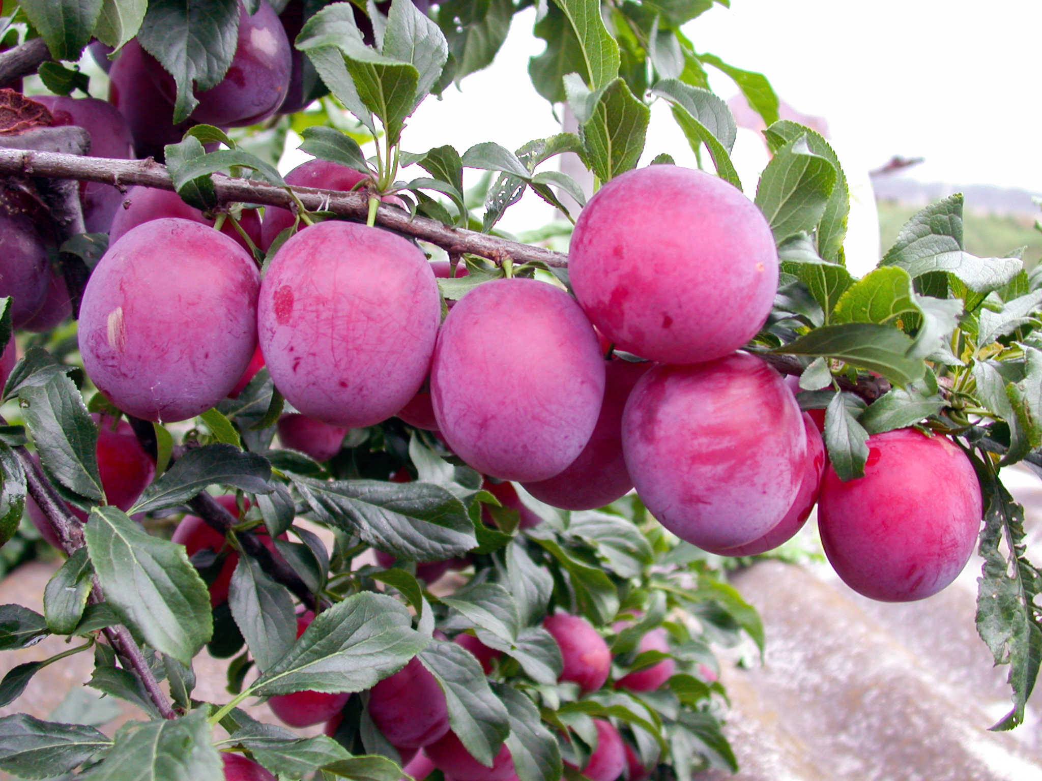 Алыча Кубанская комета_2