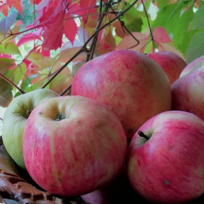 яблоня штрифель