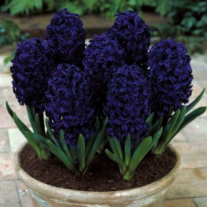 hyacinthus-dark-dimension_1