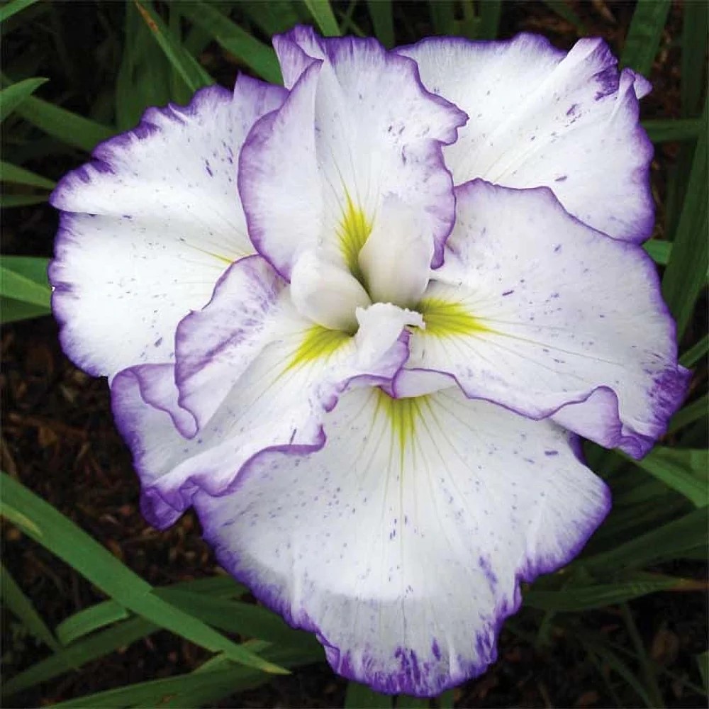 182421-iris-yaponskiy-layt-et-don-big