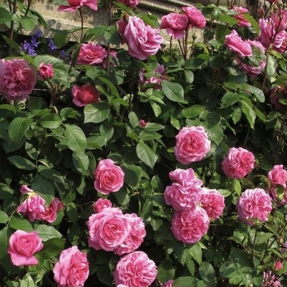 Роза английская Д. Остин Гертруда Джекил