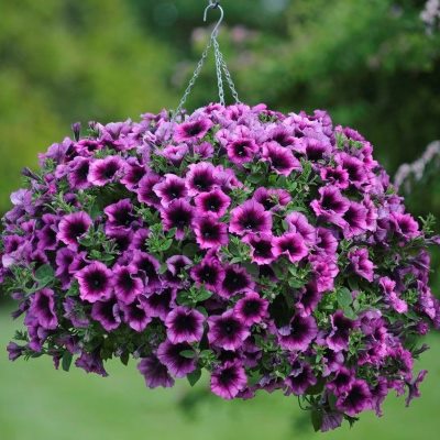 Петуния ампельная