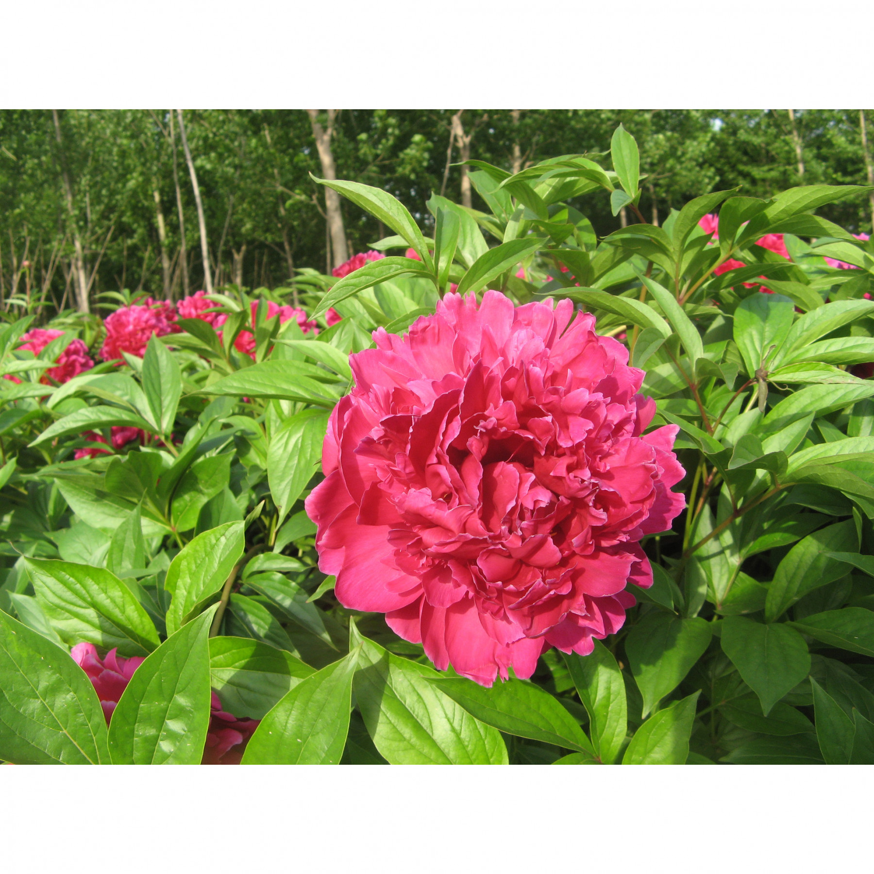 пион пурпурный феникс