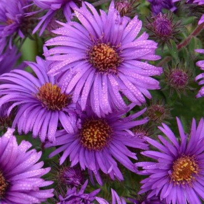 Астра новоанглийская Пурпл Доум  (сиренево-фиол.)