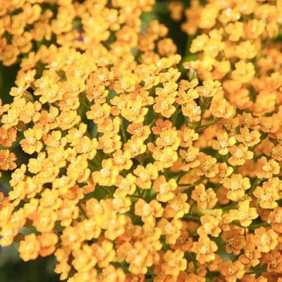 тысячелистник инка голд