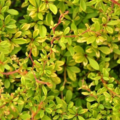 Голден дрим