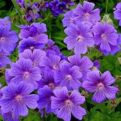 Герань великолепная Роземур (фиол.)