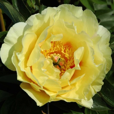 Пион молочноцветковый Лемон Шиффон(желт.полумахр.)