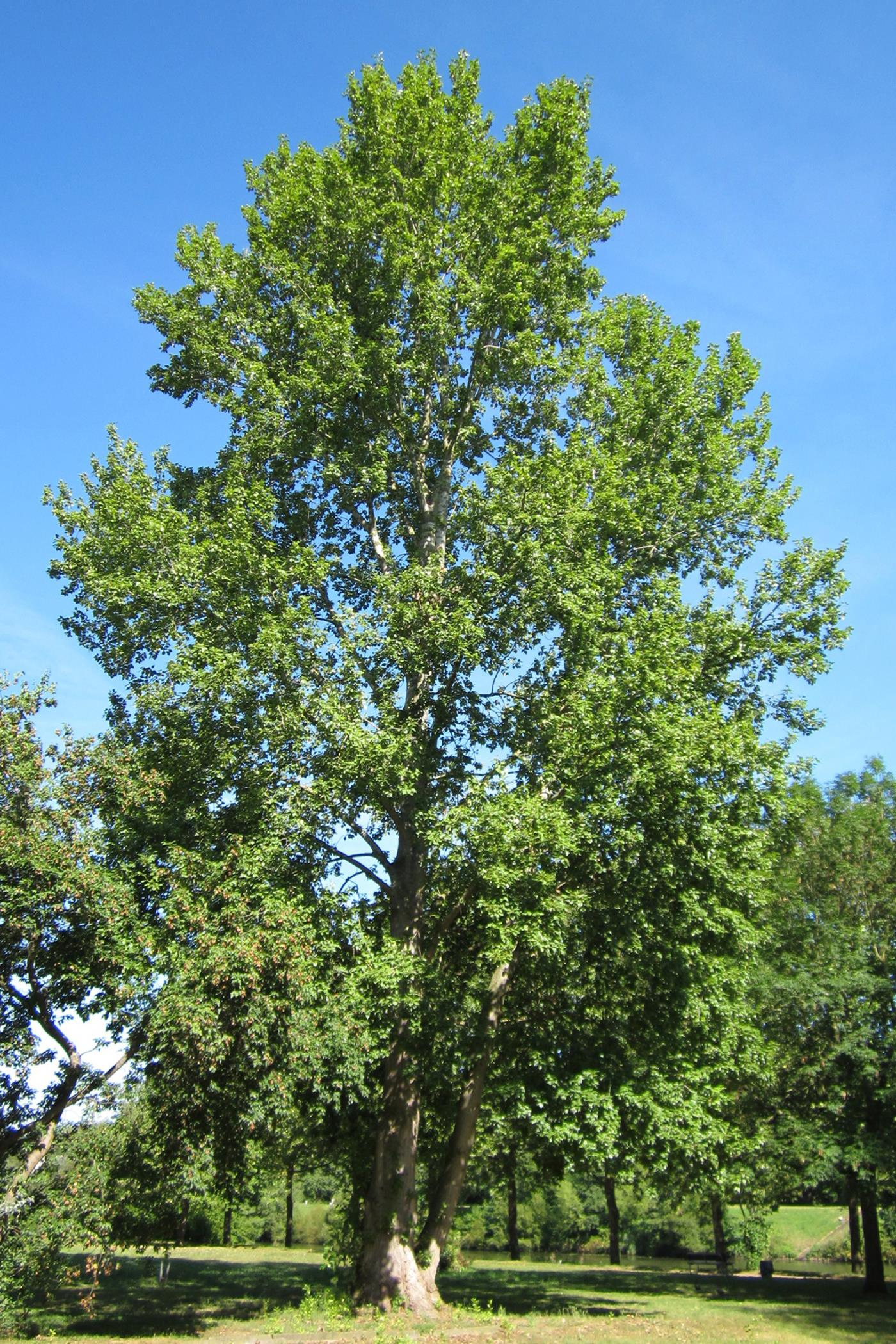 Тополь сереющий_2