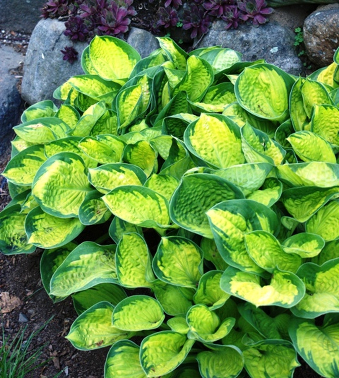 Хоста Рейнфорест Санрайз_3