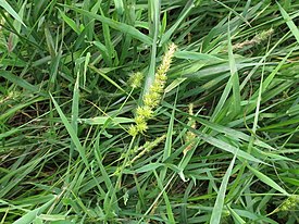 Carex_leiorhyncha_42302118