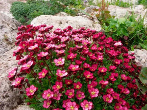 Камнеломка Арендса Alpino Rose_3