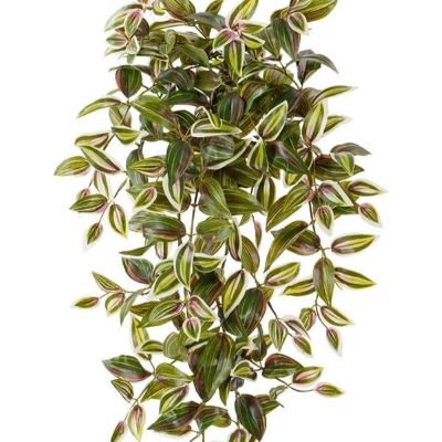 Традескандия ампельная зелено-бело-розовая 