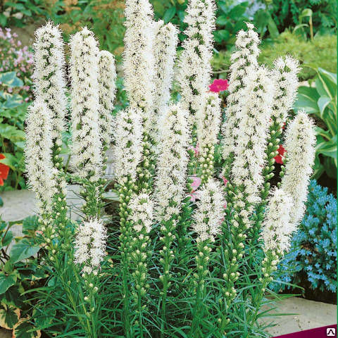 Лиатрис колосковый Альба_1