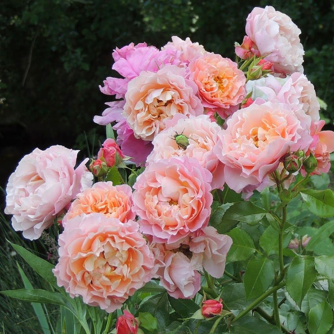 Роза плетистая Роуз Де Толбиак (пастельно-роз.)2