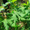 acer_platanoides_laciniatum-1