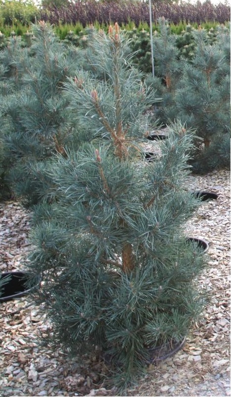 сосна глаука