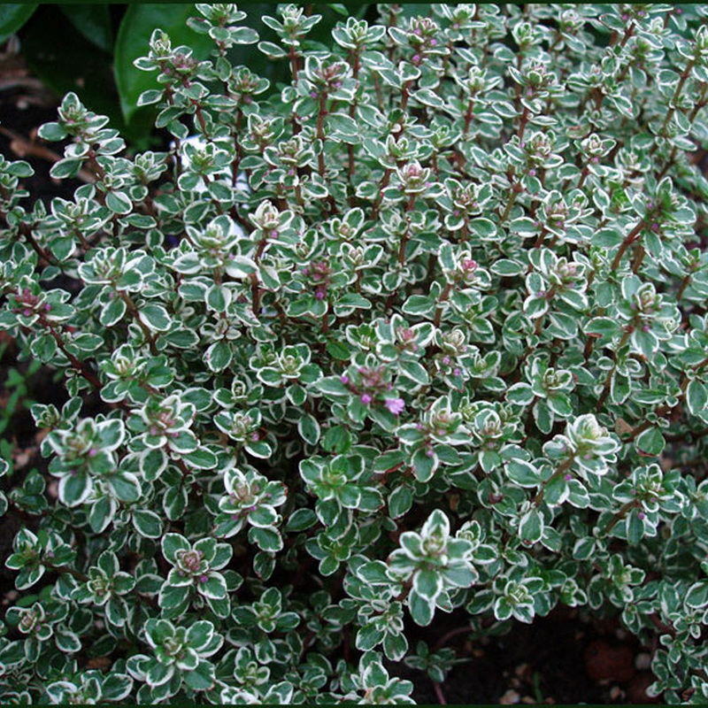 Тимьян Сильвер Кинг_2