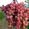 ВЕЛЕС