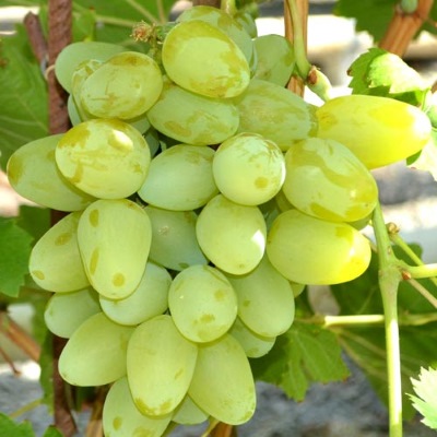Виноград Супер экстра_1