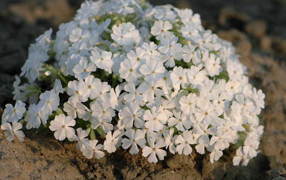 Флокс шиловидный White Delight_2