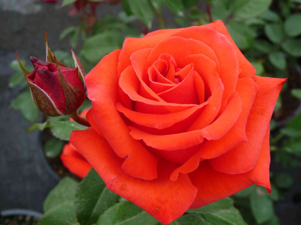 роза кенегем