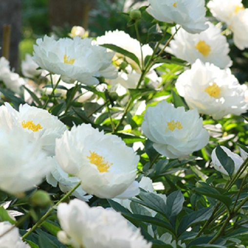 Пион молочноцветковый Мисс Америка2