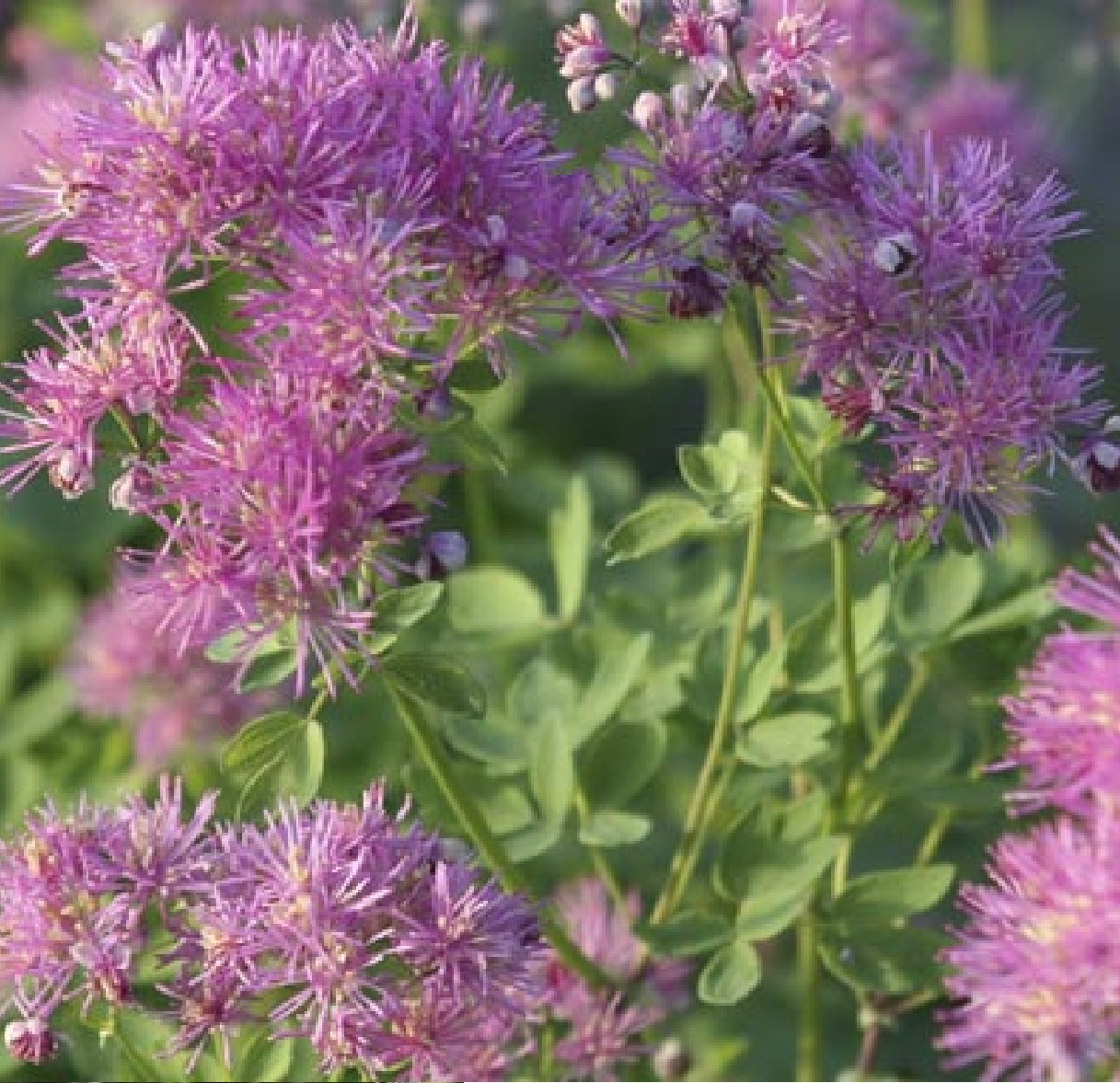 васил тандеркл