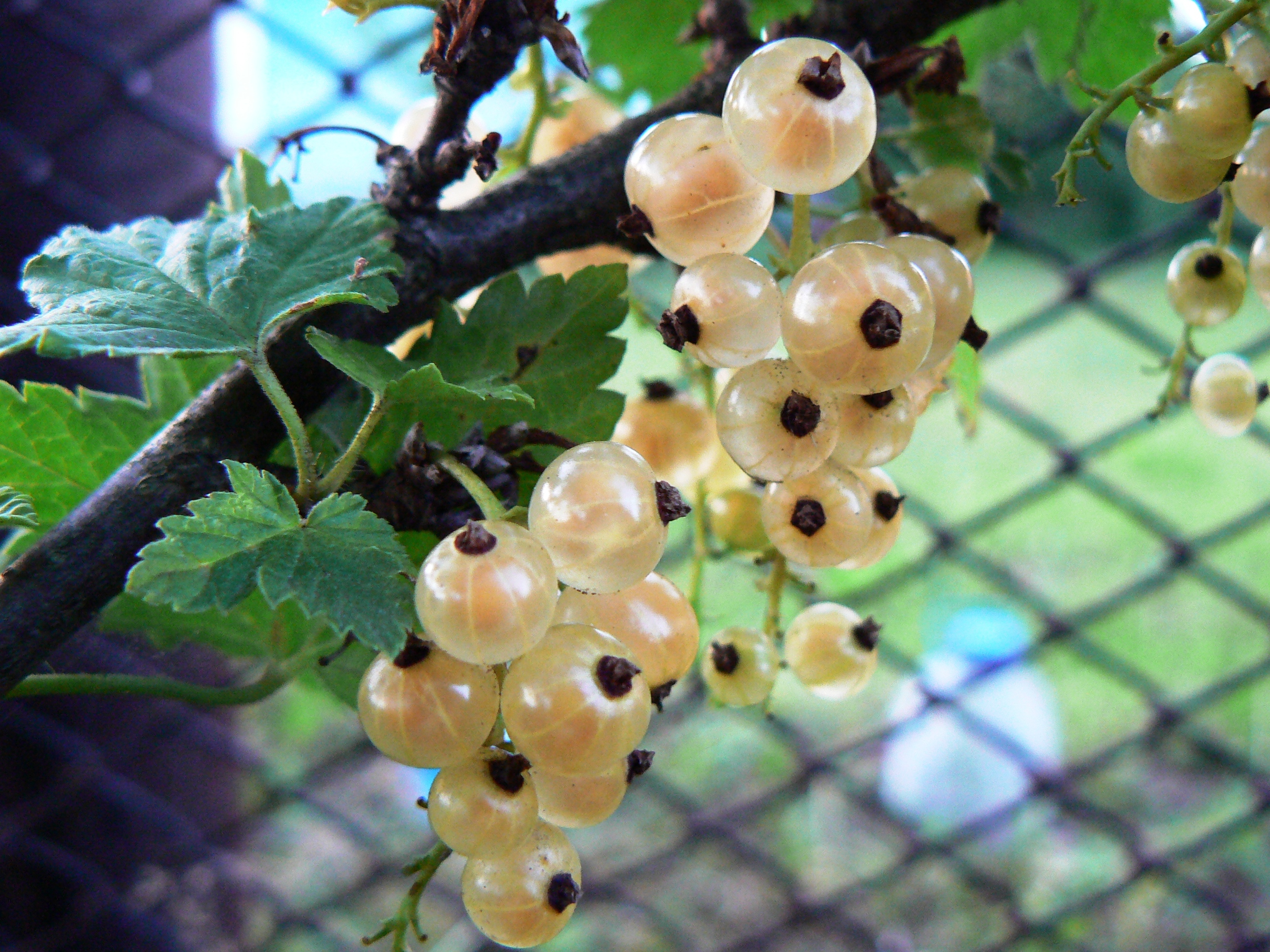 смородина белая беляна_1