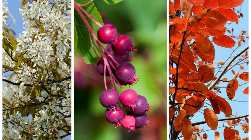 ирга канадская ламарка _1