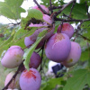 Слива Казанская (. красн. поздн.ср.созр.)