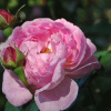 rose-Constance Spry