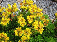 Очиток камчатский _1