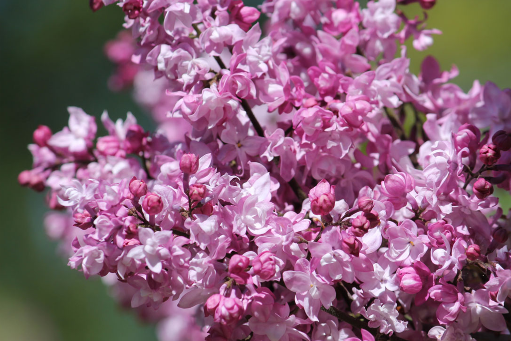 сирень олимпиада Колесникова