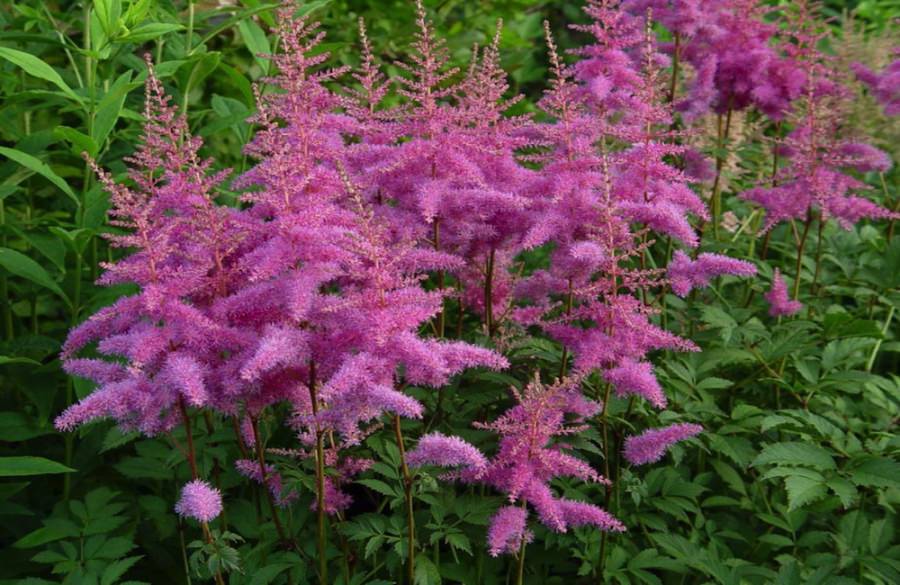 Астильба Арендса Аметист_2