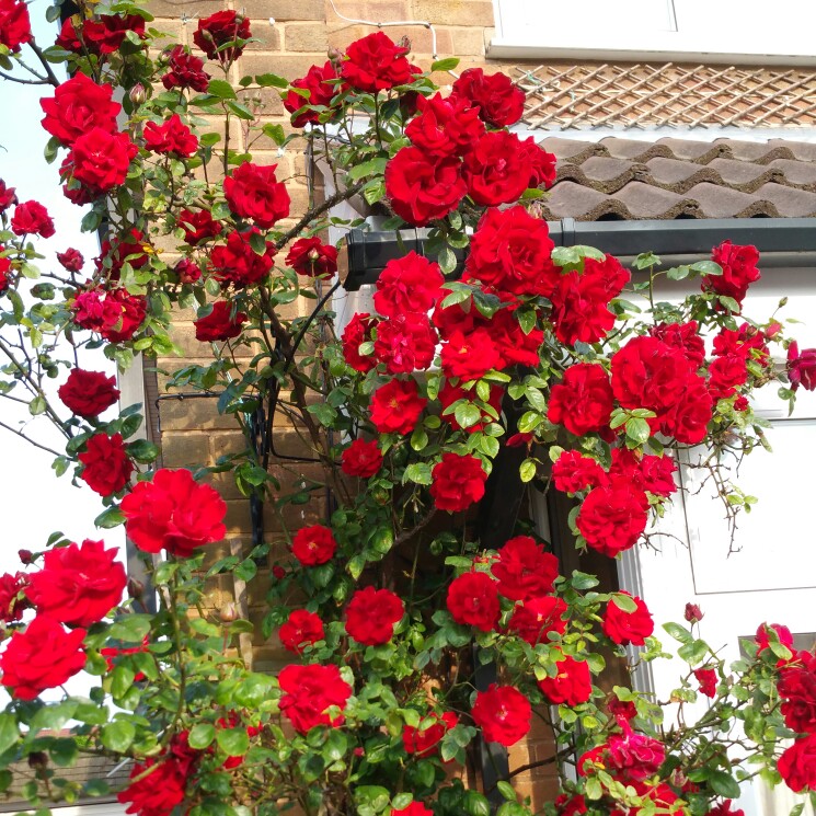 Роза  Сантана2