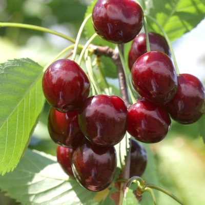 chereshnya_ovstuzhenka