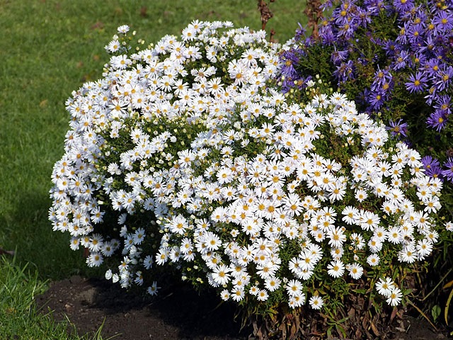 Астра кустарниковая Кристина_3