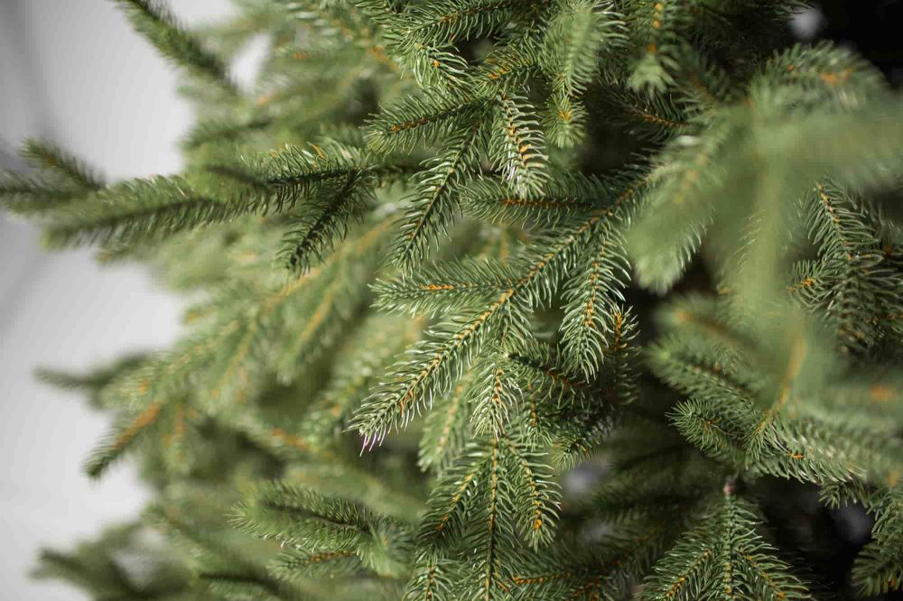 Ароматная пушистая Ель