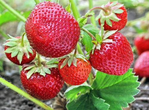 Sort-klubniki-Zenga-Zengana-1