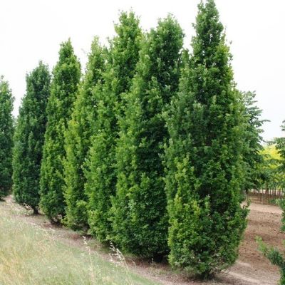 dub-chereshchatyj-fastigiata-koster3