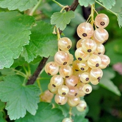 Смородина белая Голландская белая (ранн.ср.созр.)