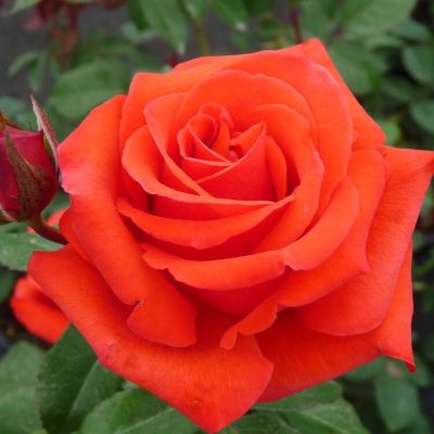 роза кенегем