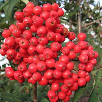 Рябина Алая крупная_1