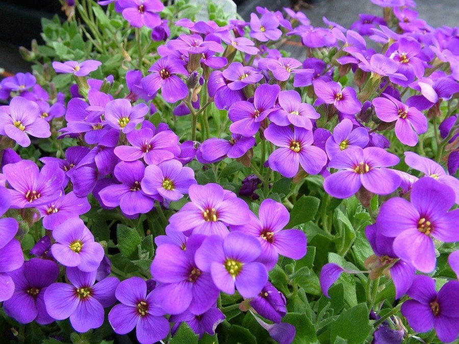 Обриета культурная Хендерсон 1