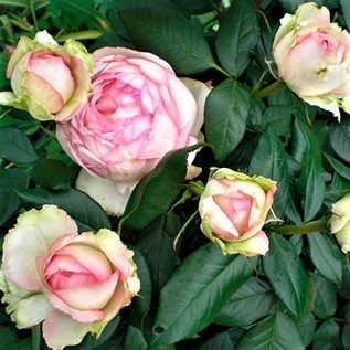 Роза чайно-гибрид. Оноре де Бальзак2