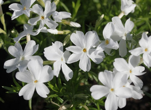 Флокс шиловидный White Delight_3