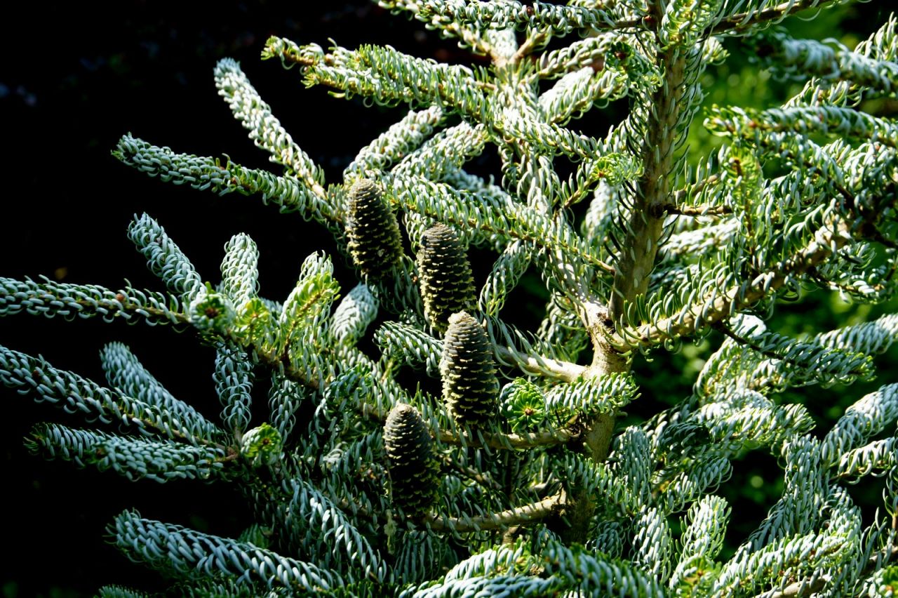 gallery_8_1505_355322