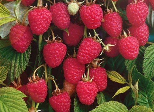 Малина-сорт-Колокольчик-1-500x364